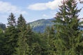 View of the coniferous forest and mountains