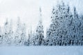 View of coniferous forest trees through a winter frozen window Royalty Free Stock Photo