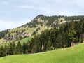 A view of the coniferous forests and pastures on the slopes of Rigi mountain Royalty Free Stock Photo