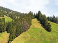 A view of the coniferous forests and pastures on the slopes of Rigi mountain Royalty Free Stock Photo