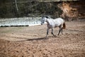 View of a Connemara pony running in the field while tied with a rope - horse training Royalty Free Stock Photo