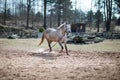 View of a Connemara pony running in the field while tied with a rope - horse training Royalty Free Stock Photo