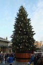 View of Convent Garden Christmas tree. Royalty Free Stock Photo