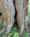 Tree trunk beauty