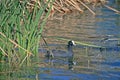 COOT WATER BIRD ON THE WATER OF A DAM CLOSE TO REEDS