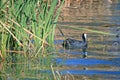 VIEW OF COOT ON WATER WITH REEDS