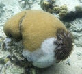 View of a coral attacked by acanthaster planci