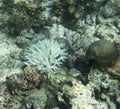 View of coral bleaching
