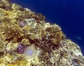 View of coral reef in Sharm El Sheik Royalty Free Stock Photo