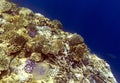 View of coral reef in Sharm El Sheik Royalty Free Stock Photo