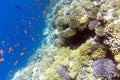 View of coral reef in Sharm El Sheik Royalty Free Stock Photo