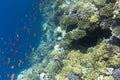 View of coral reef in Sharm El Sheik Royalty Free Stock Photo