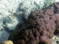 View of corals and blackspotted puffer fish Royalty Free Stock Photo