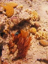 View of corals and fish in the Red Sea Royalty Free Stock Photo