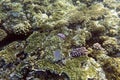 View of corals at Sharm El Sheik Royalty Free Stock Photo