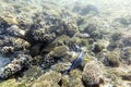 View of corals at Sharm El Sheik Royalty Free Stock Photo