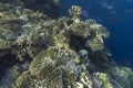 View of corals at Sharm El Sheik Royalty Free Stock Photo