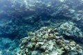View of corals in Sharm El Sheik Royalty Free Stock Photo