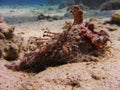 View of the corals and Tassled scorpionfish in the Red Sea