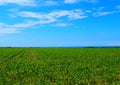 View of a corn field growing up Royalty Free Stock Photo