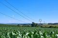 View of corn field and high voltage poles with electric wires in agricultural landscape in South Moravia under summer blue sky Royalty Free Stock Photo