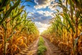 View from inside a corn field Royalty Free Stock Photo