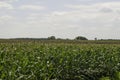 View of a Corn Field