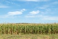 A view of a corn field plantation with a blue sky background. Green corn field. Corn plantation Royalty Free Stock Photo