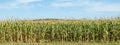 A view of a corn field plantation with a blue sky background. Green corn field. Corn plantation Royalty Free Stock Photo