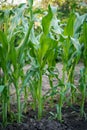 View of corn field in summer day