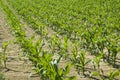 Maize plants in rows Royalty Free Stock Photo