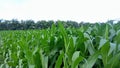 the view of the corn fields planted growing in a lush way Royalty Free Stock Photo