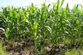 View on corn plants on a field with a blue sky above Royalty Free Stock Photo