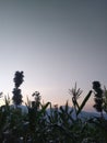 a view of a corn stalk against the background of the morning sky. Royalty Free Stock Photo