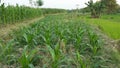 view of corn trees in the field,natural Royalty Free Stock Photo