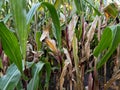 View of a cornfield plantation in the fall with ripe corn cobs Royalty Free Stock Photo