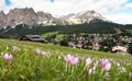 View from Cortina d Ampezzo, meadow with saffrons Royalty Free Stock Photo