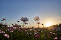 View of cosmos field lit warmly by the sun in the background during sunset in Jechun, South Korea