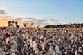 Cotton field