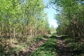 Country dirt road Royalty Free Stock Photo