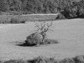 View of countryside in Chepstow, black and white