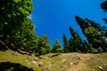 The view of countryside between the forest, in Sonamarg, Jammu and Kashmir state, India. Royalty Free Stock Photo