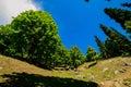 The view of countryside between the forest, in Sonamarg, Jammu and Kashmir state, India. Royalty Free Stock Photo