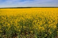View of countryside with rapeseed field ploughed field forest Royalty Free Stock Photo