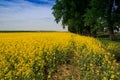 View of countryside with rapeseed field ploughed field forest Royalty Free Stock Photo