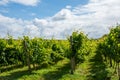 View of countryside with vineyards, a sunny day, in summer, Royalty Free Stock Photo