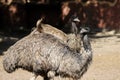 View of couple Australian Emus Dromaius novaehollandiae