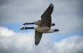 View of a couple of barnacle goose flying Royalty Free Stock Photo