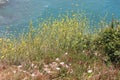 View of Cove from Roadside with Yellow Wildflowers in the Foreground Royalty Free Stock Photo