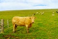 Cows and countryside in Marwick Head